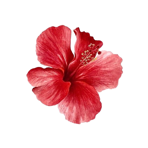 Hibisco Produções